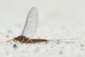 Baetis rhodani